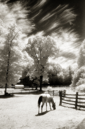 Dance of Angels by Lucia Bucklin